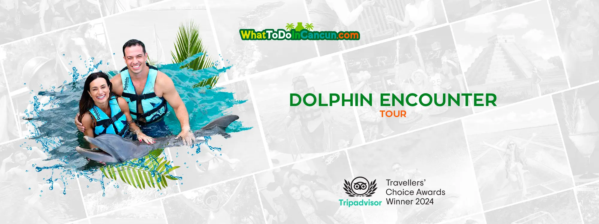 dolphin discovery in cancun hotel zone swim dolphin