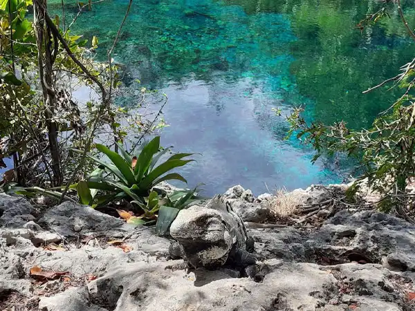 Tour Image Tulum & Cenote Day Trip