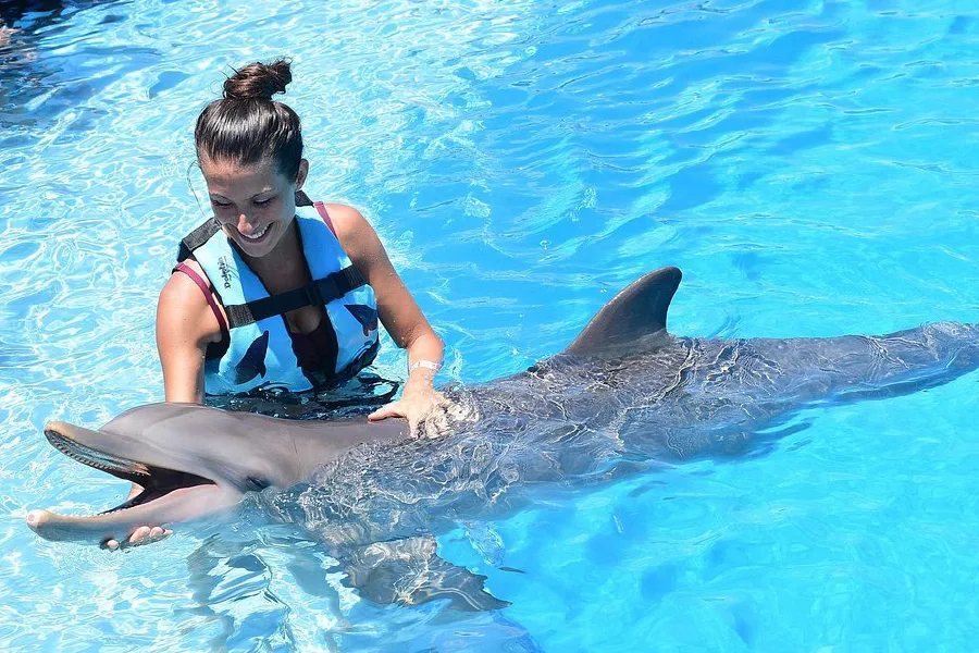 Discover the best dolphin experience in Tulum Akumal