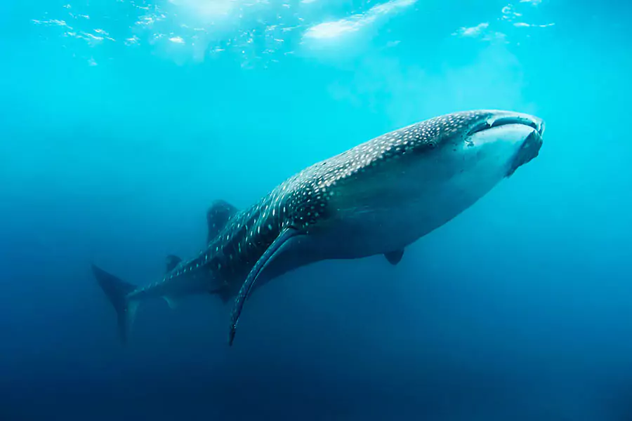 cover Cancun Whale Shark Tour with Snorkel and Transportation